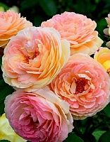 Роза кустовая Розоман Жанон